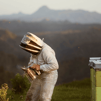 Pureza y sostenibilidad de Egmont Honey - Un apicultor en Nueva Zelanda