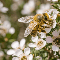 Una abeja polinizando la flor de Manuka